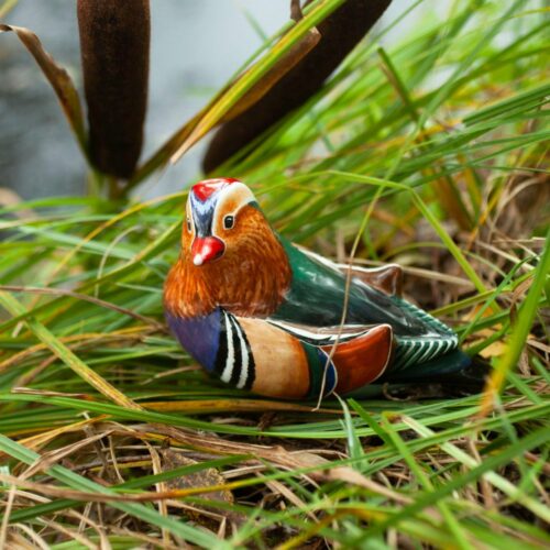 Селезень фото